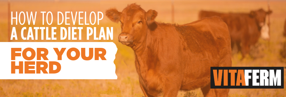 Cattle Diet Plan