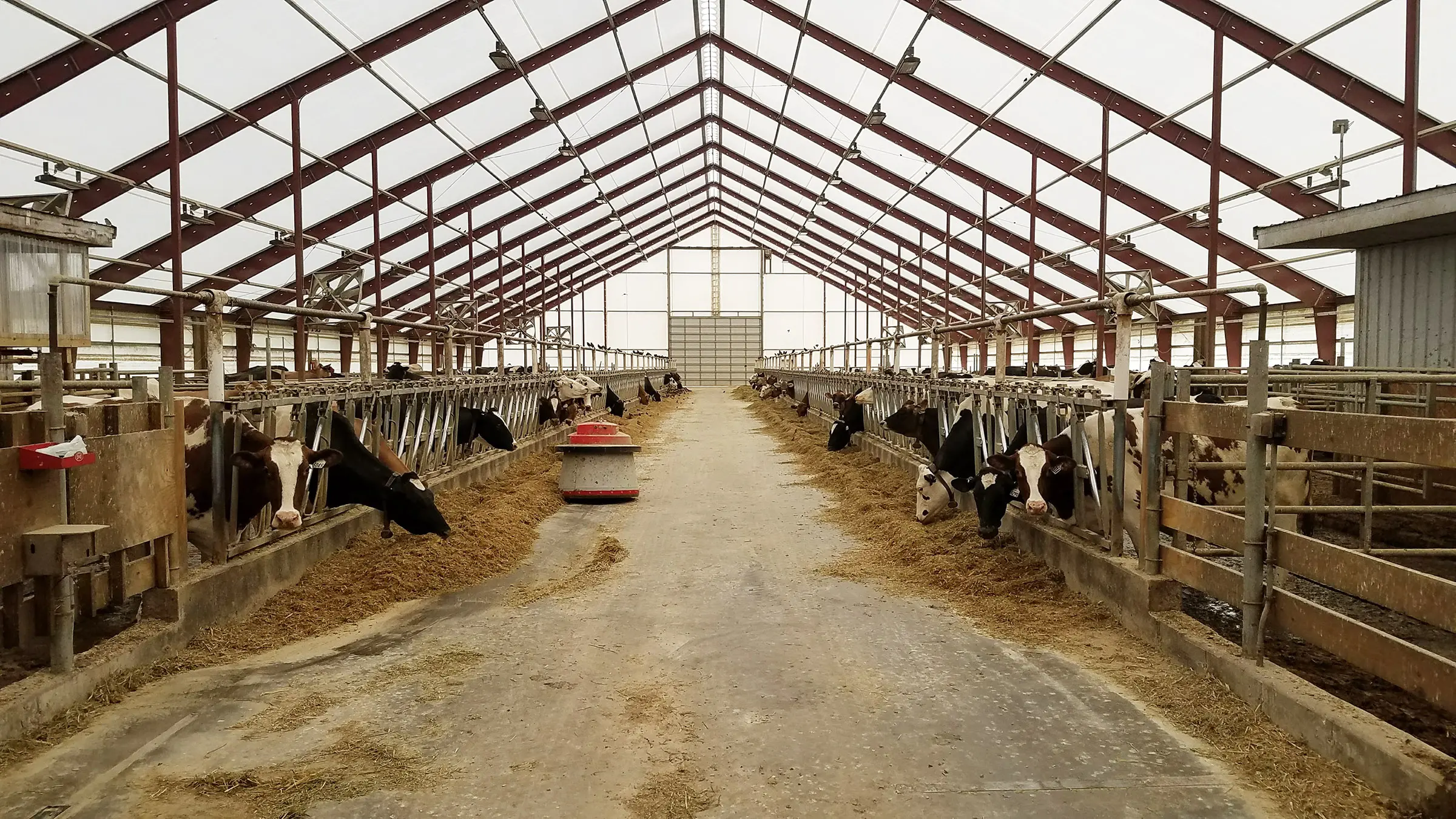 Dairy Farms Robots Improve Efficiency