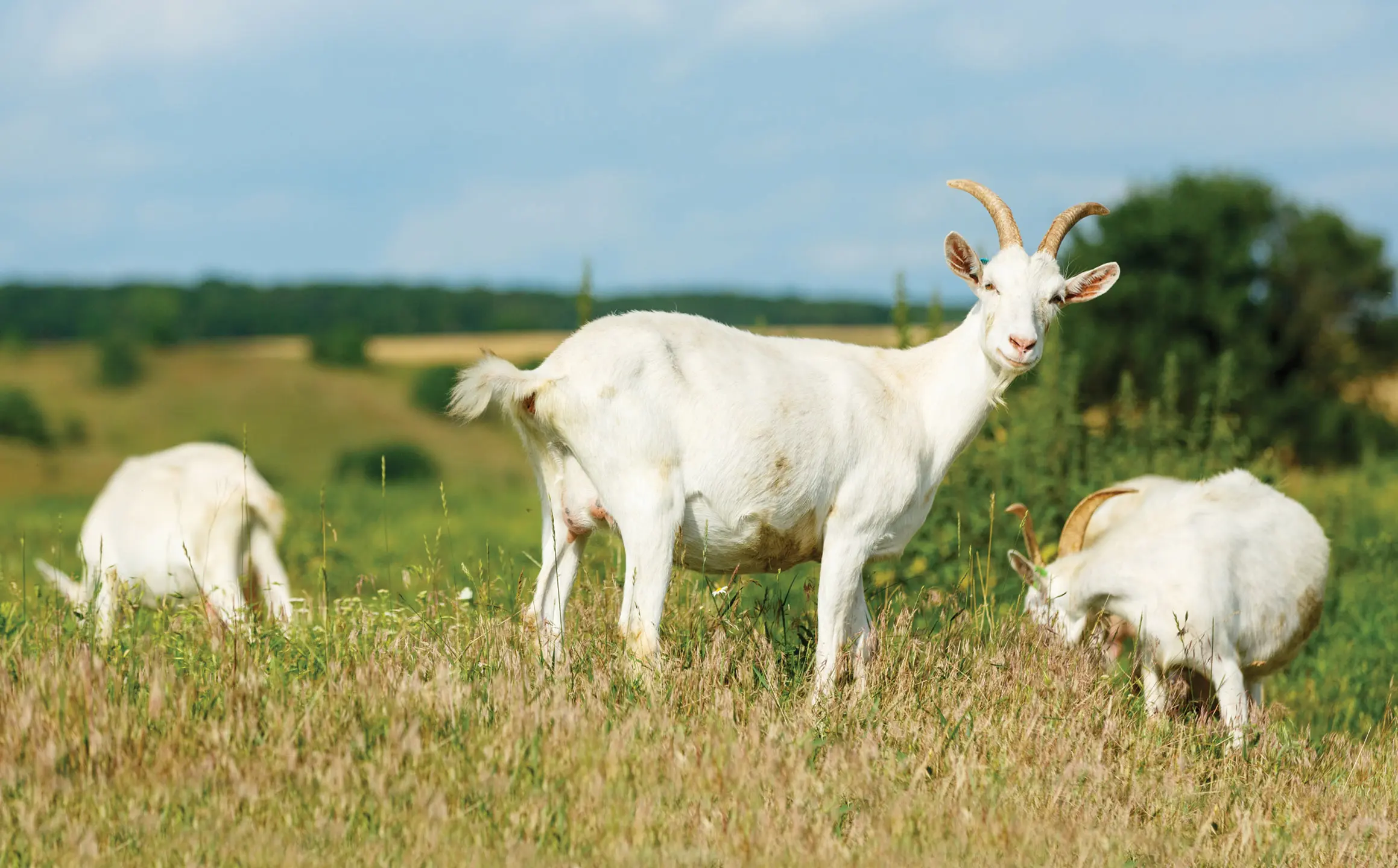Questions on Gastrointestinal Parasites Goats