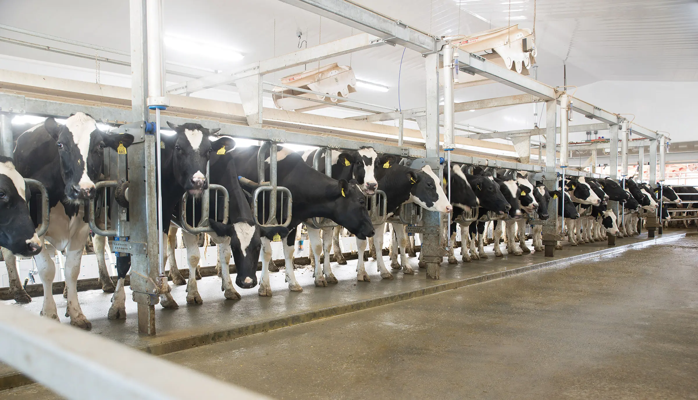 Best-In-Class Cow Comfort Dairy