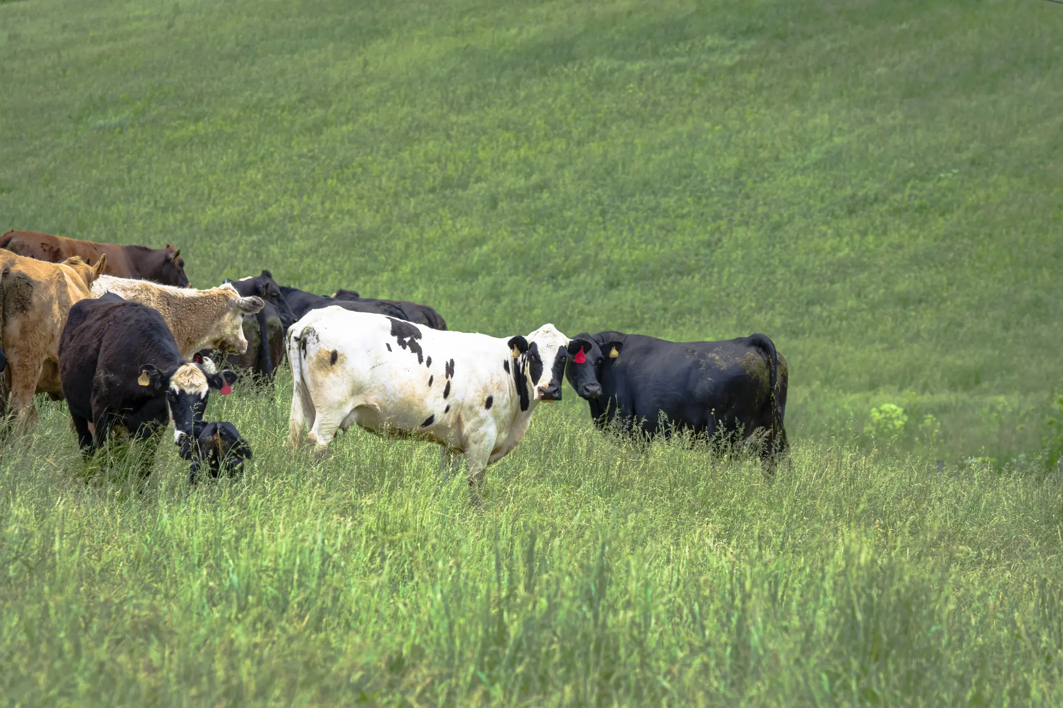 Stockpile Fescue Save on Labor Cost Time