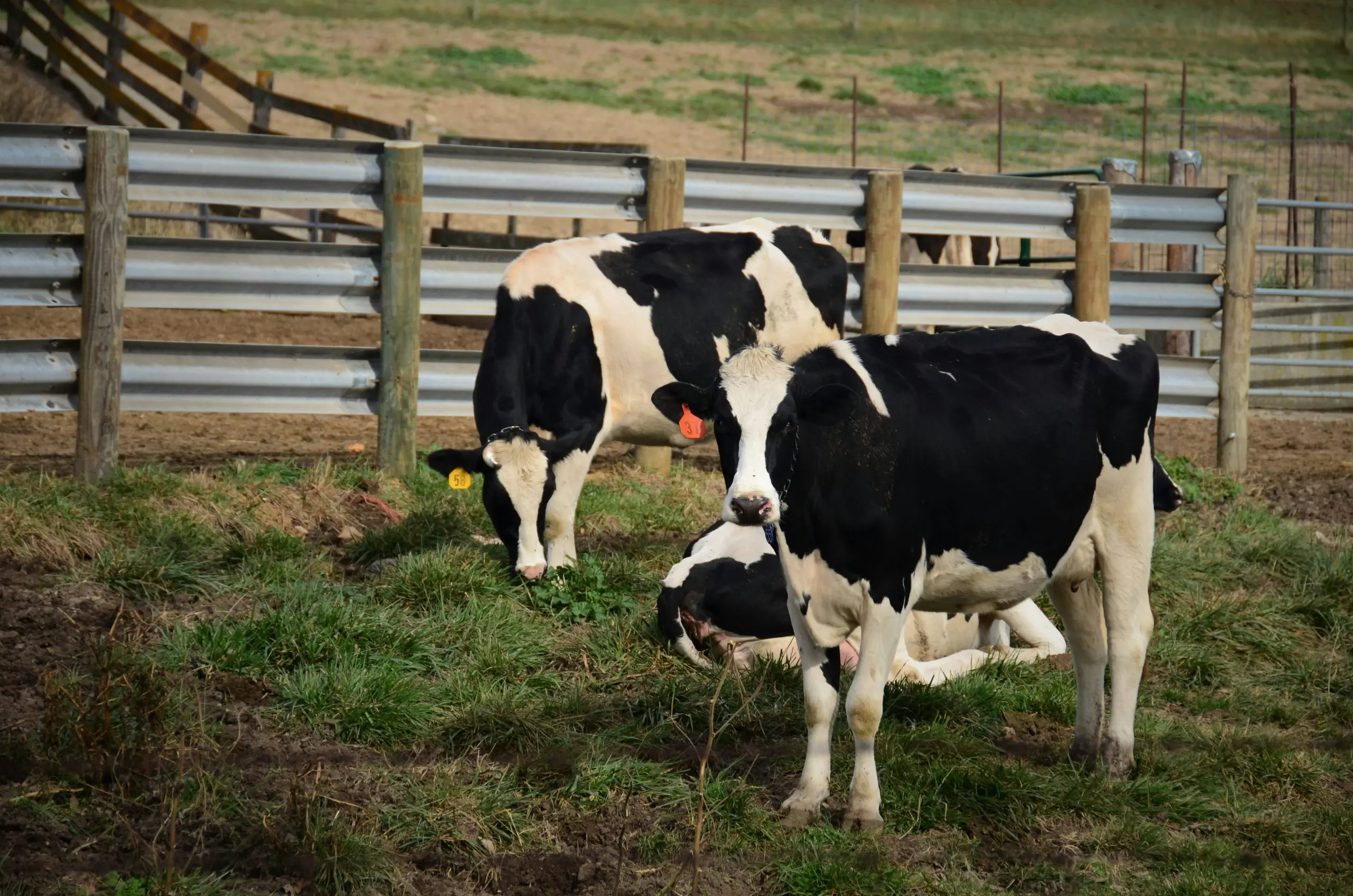 Pest Control Dairy Operations