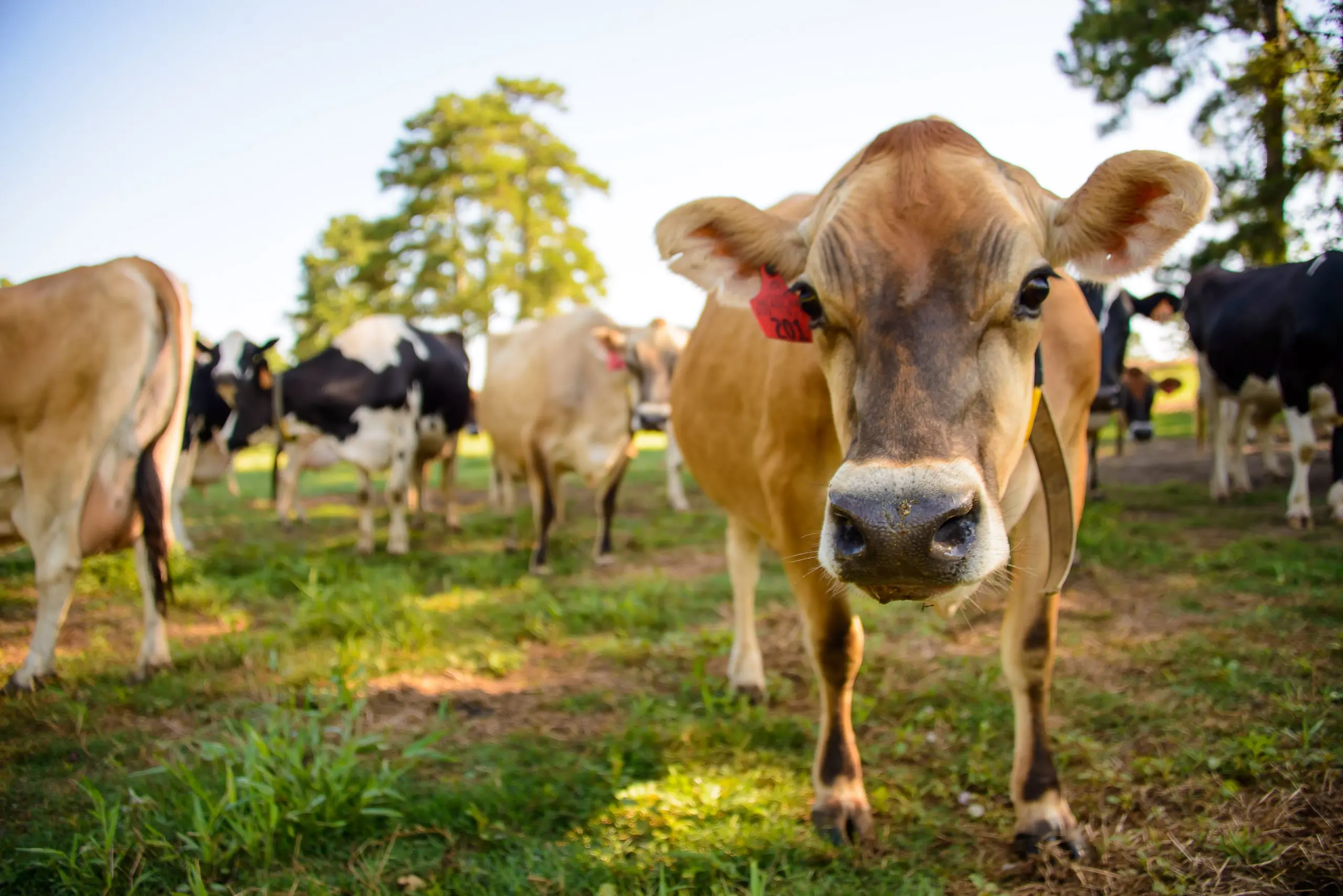 USDA MSU Dairy Heat Stress