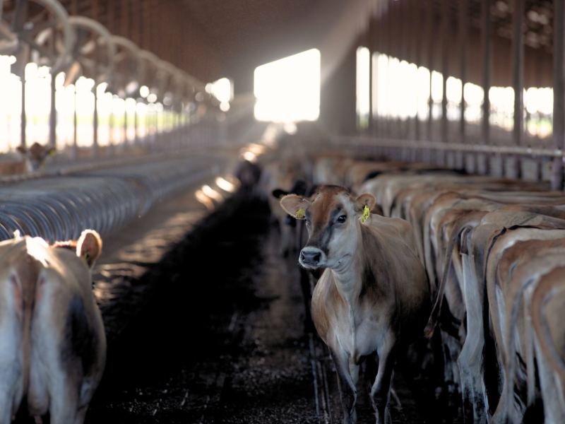 Successful Dairy Reproduction Program