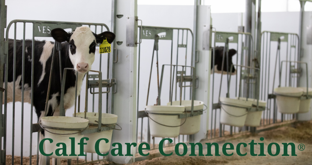 Elevate Calf Management Skills