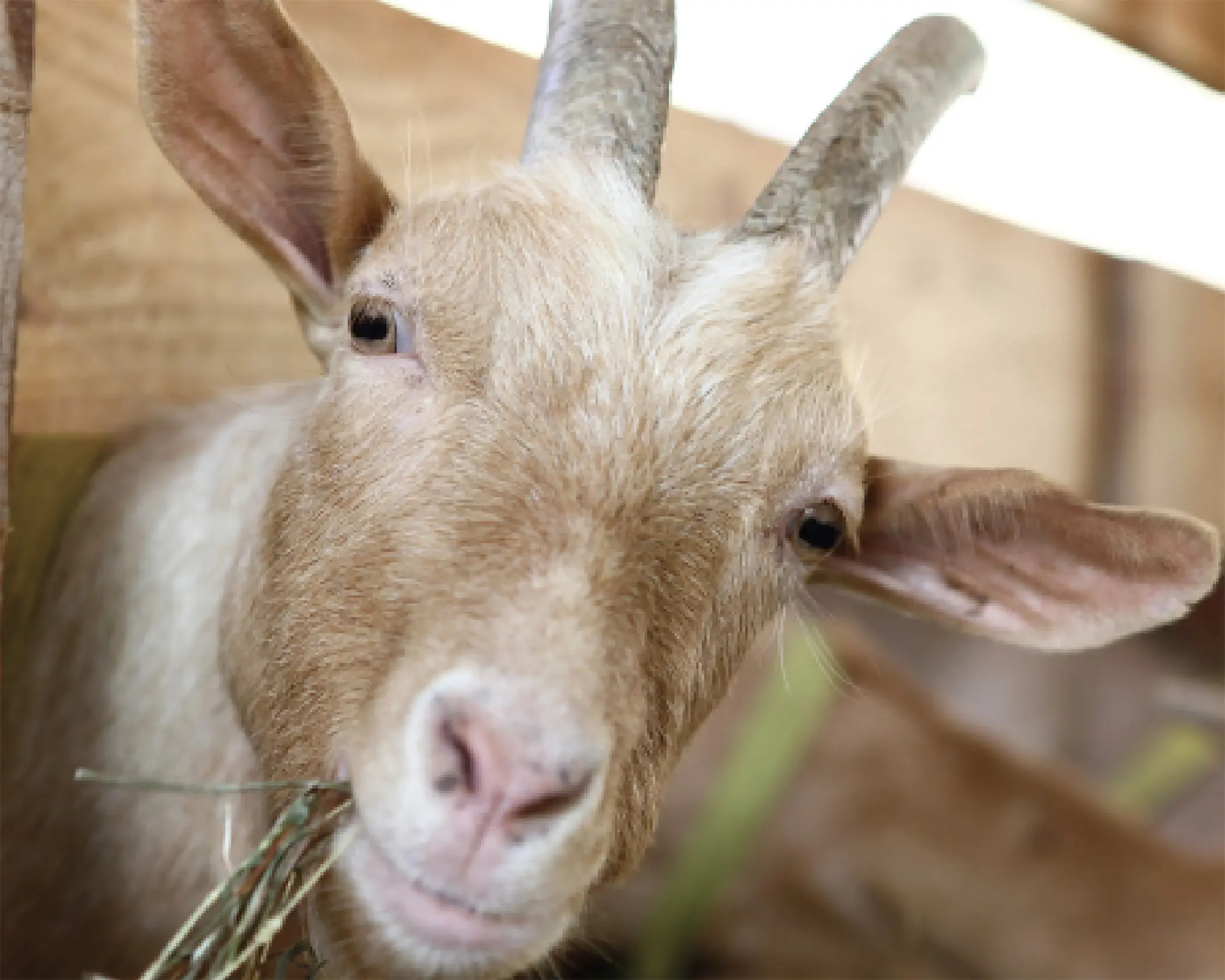 Winter Managment for Dairy Goats