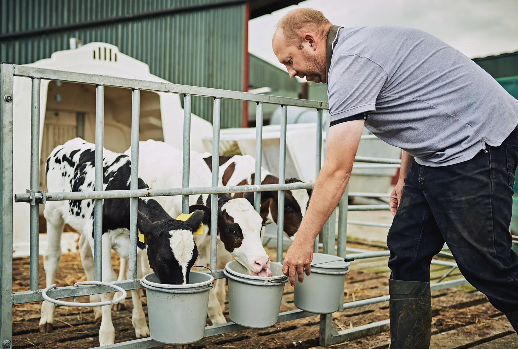 calving pen safety