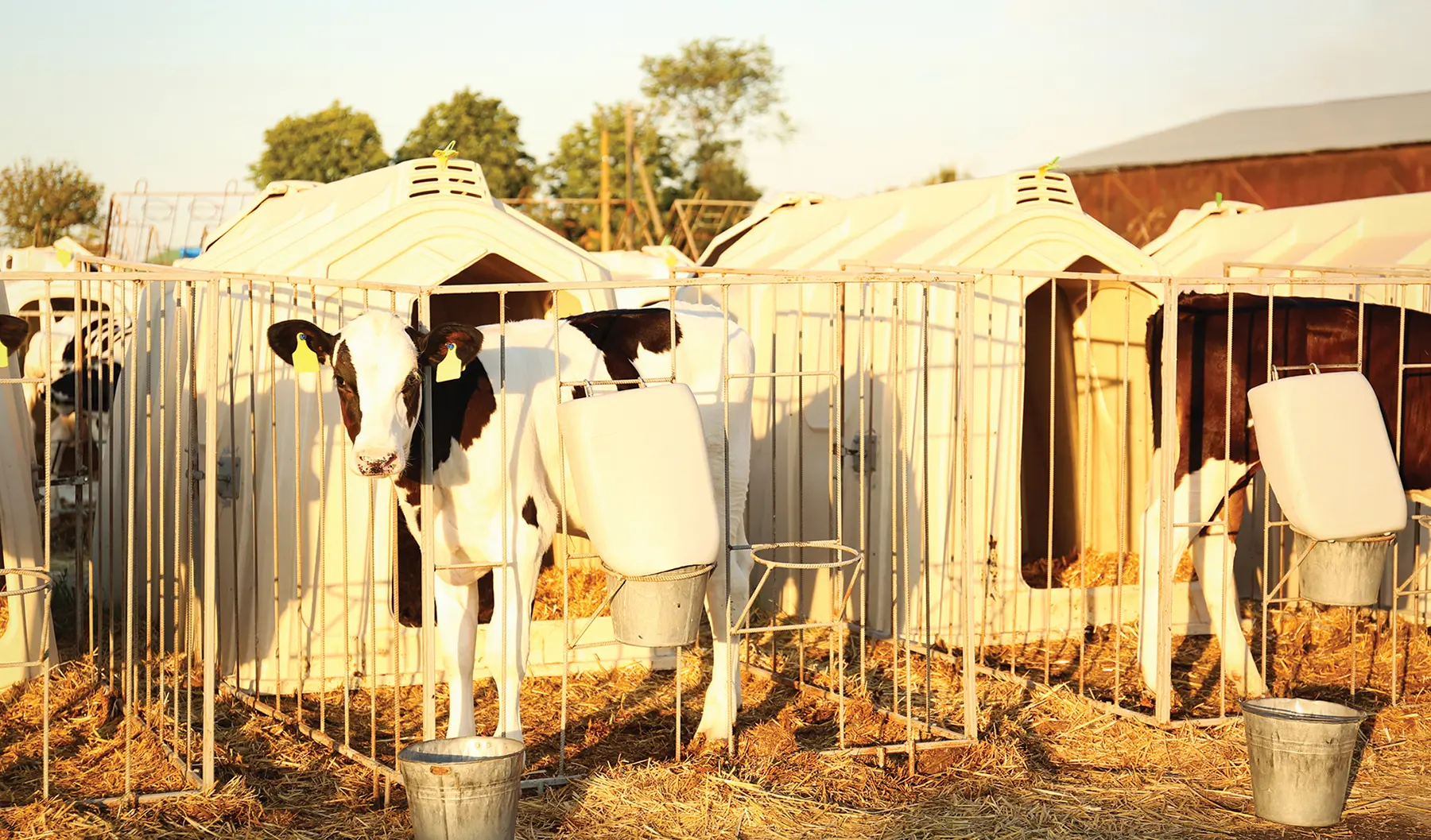 Calf Housing