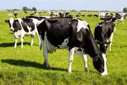 Effective Dairy Pest Management