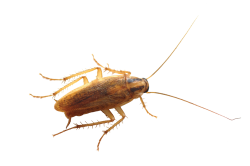 Effective Dairy Pest Management for Cockroaches