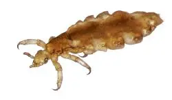 Effective Dairy Pest Management