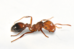 Effective Dairy Pest Management