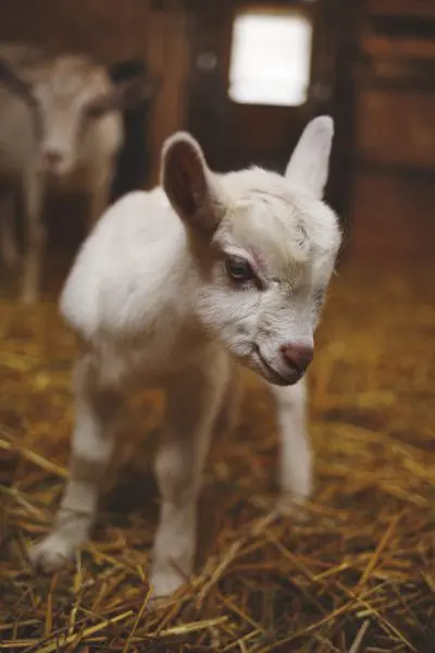 Small Ruminant Kidding Lambing