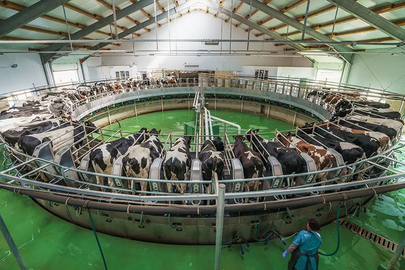 Genomic Testing Dairy Farm