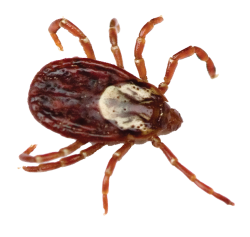 Effective Dairy Pest Management