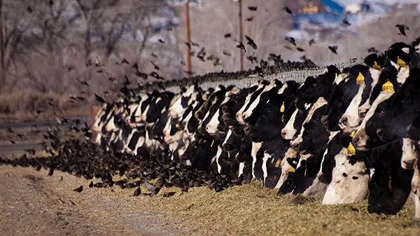 Avian Influenza Dairy Prevention