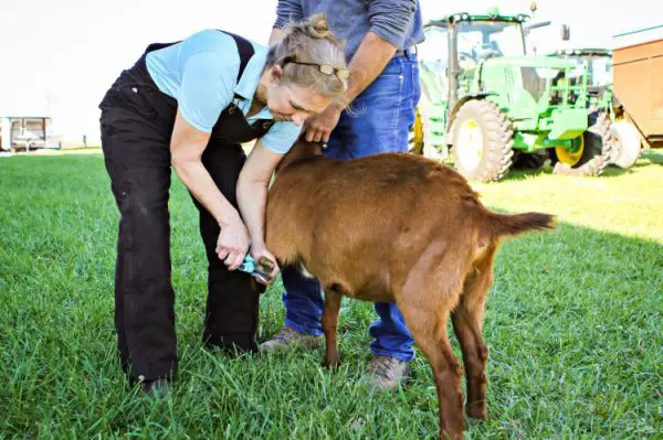 Goat Hoof Care