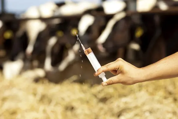 Vaccinations Dairy Managment