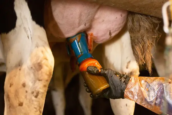 wound care dairy cattle