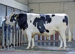 CRV Top Dairy Bulls
