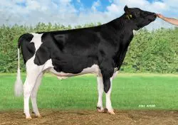 CRV Top Dairy Bulls