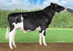 CRV Top Dairy Bulls