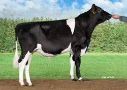 CRV Top Dairy Bulls