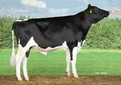 CRV Top Dairy Bulls