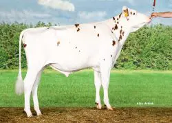 CRV Top Dairy Bulls