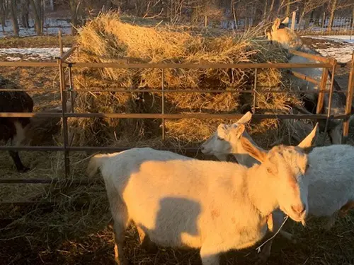 External parasites of goats