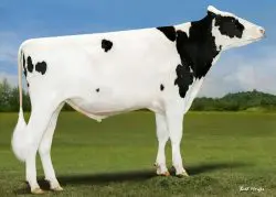 CRV Top Dairy Bulls