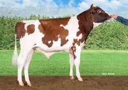 CRV Top Dairy Bulls