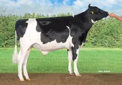 CRV Top Dairy Bulls