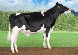 CRV Top Dairy Bulls