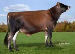 CRV Top Dairy Bulls
