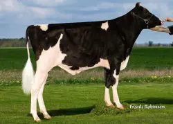 CRV Top Dairy Bulls