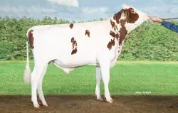 CRV Top Dairy Bulls