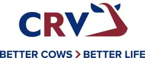 CRV Top Dairy Bulls