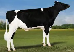CRV Top Dairy Bulls
