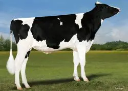 CRV Top Dairy Bulls