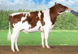 CRV Top Dairy Bulls