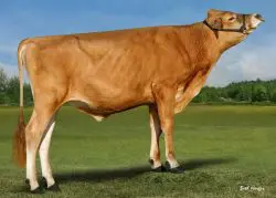CRV Top Dairy Bulls