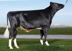 CRV Top Dairy Bulls