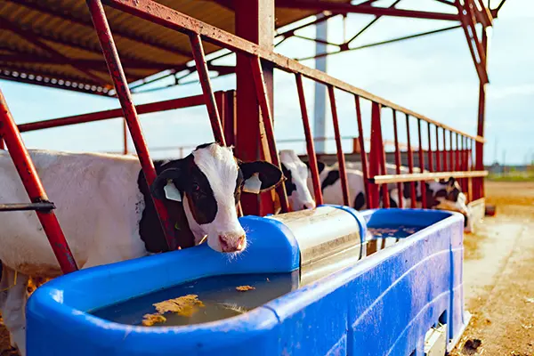 Optimizing Herd Water Systems