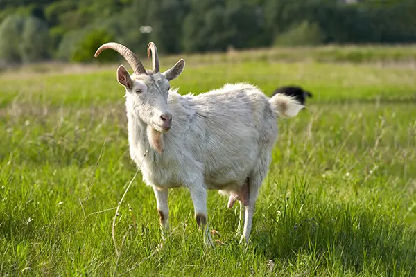 Forage Systems Goats