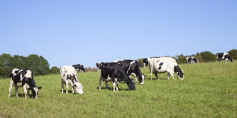 Key Considerations When Purchasing a Cattle Trimming Chute