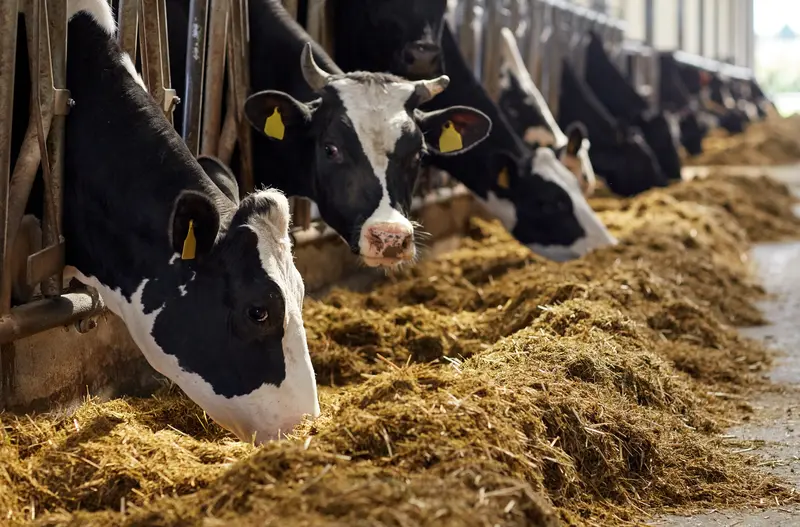 Avoid Common Udder Injuries