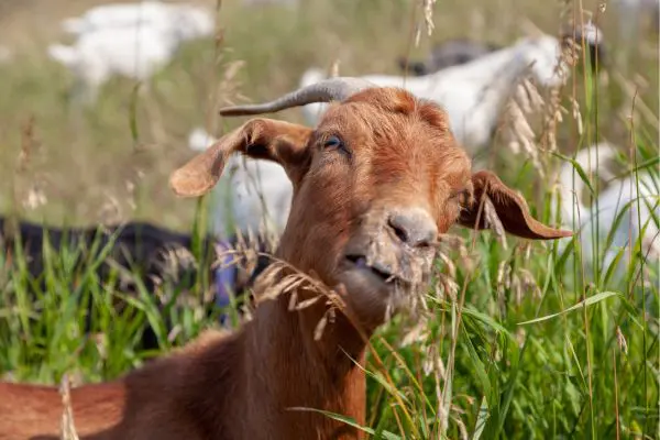 Using Goats for Vegetation Management