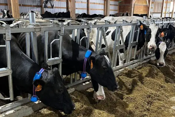 Advanced Cow Care Powered by Technology