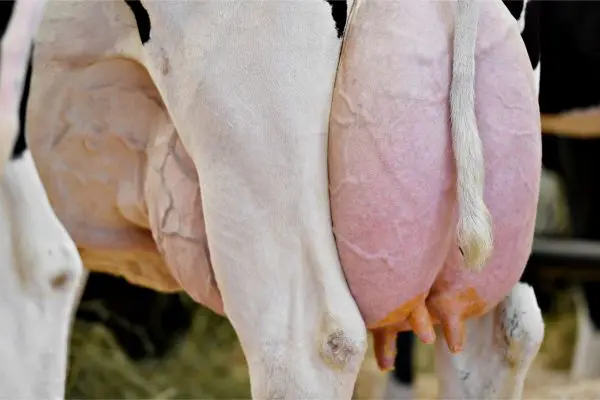 Maintaining Udder Health with Teat Dips and Sealants